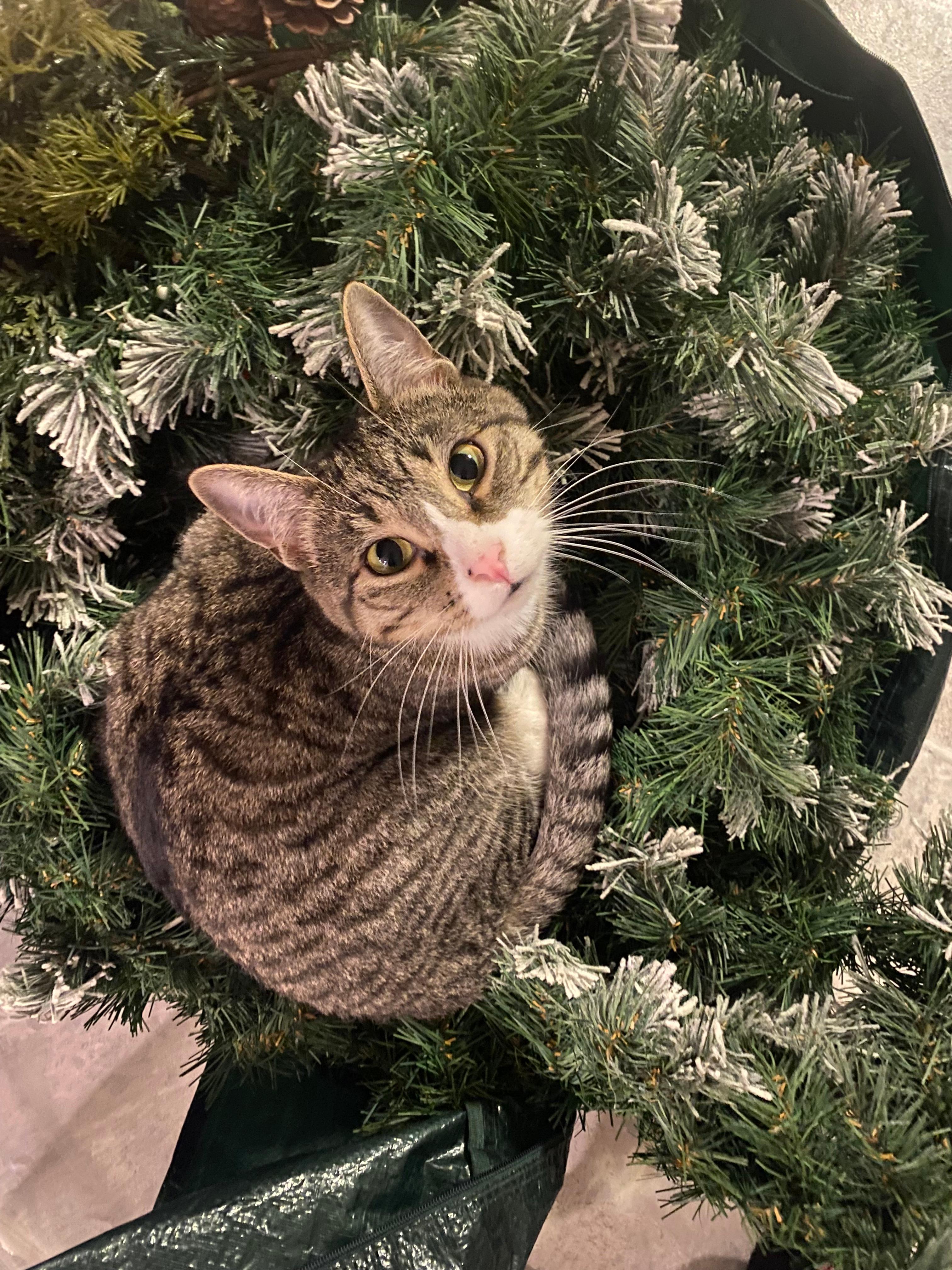Cheese christmas tree