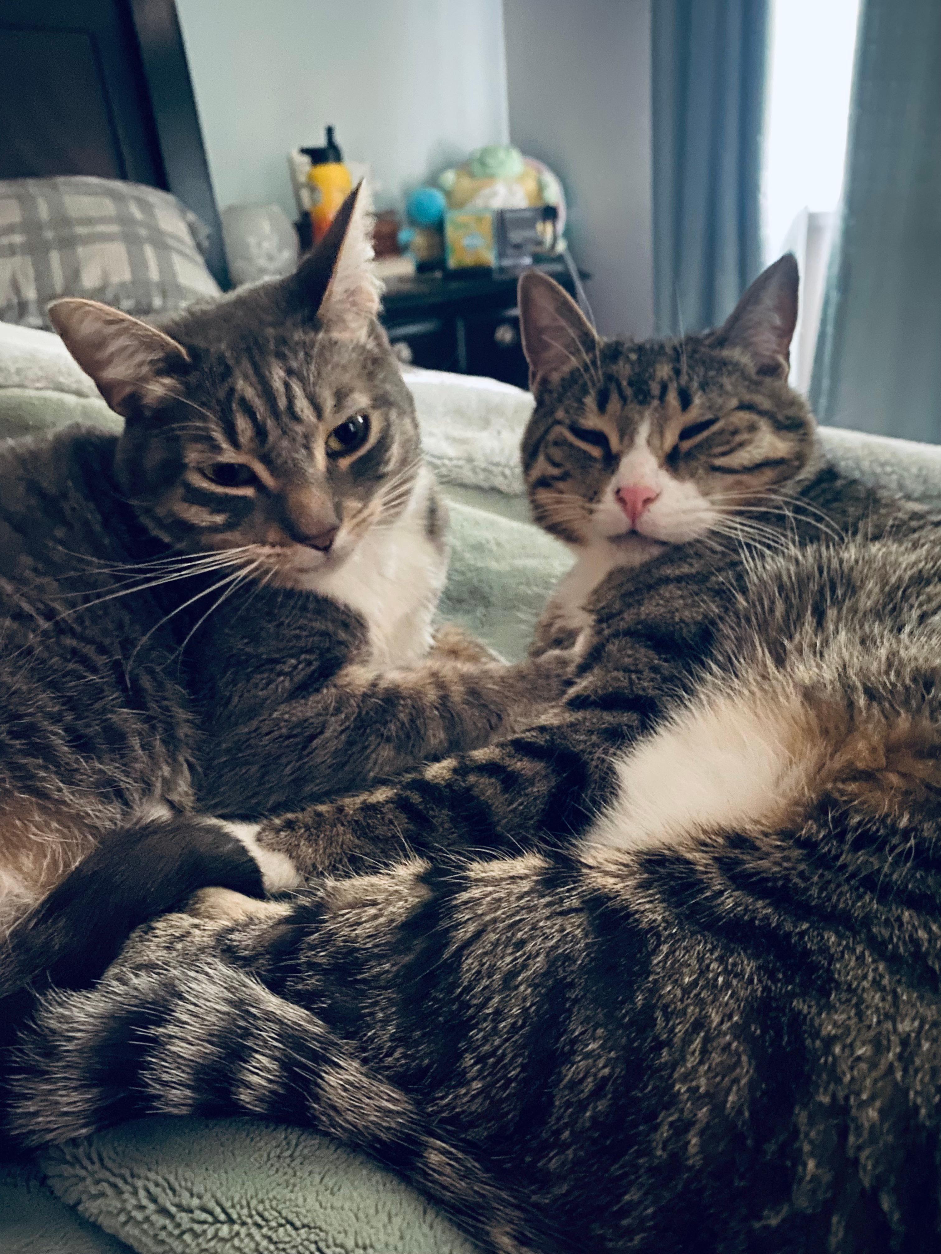 Cheese moe bed