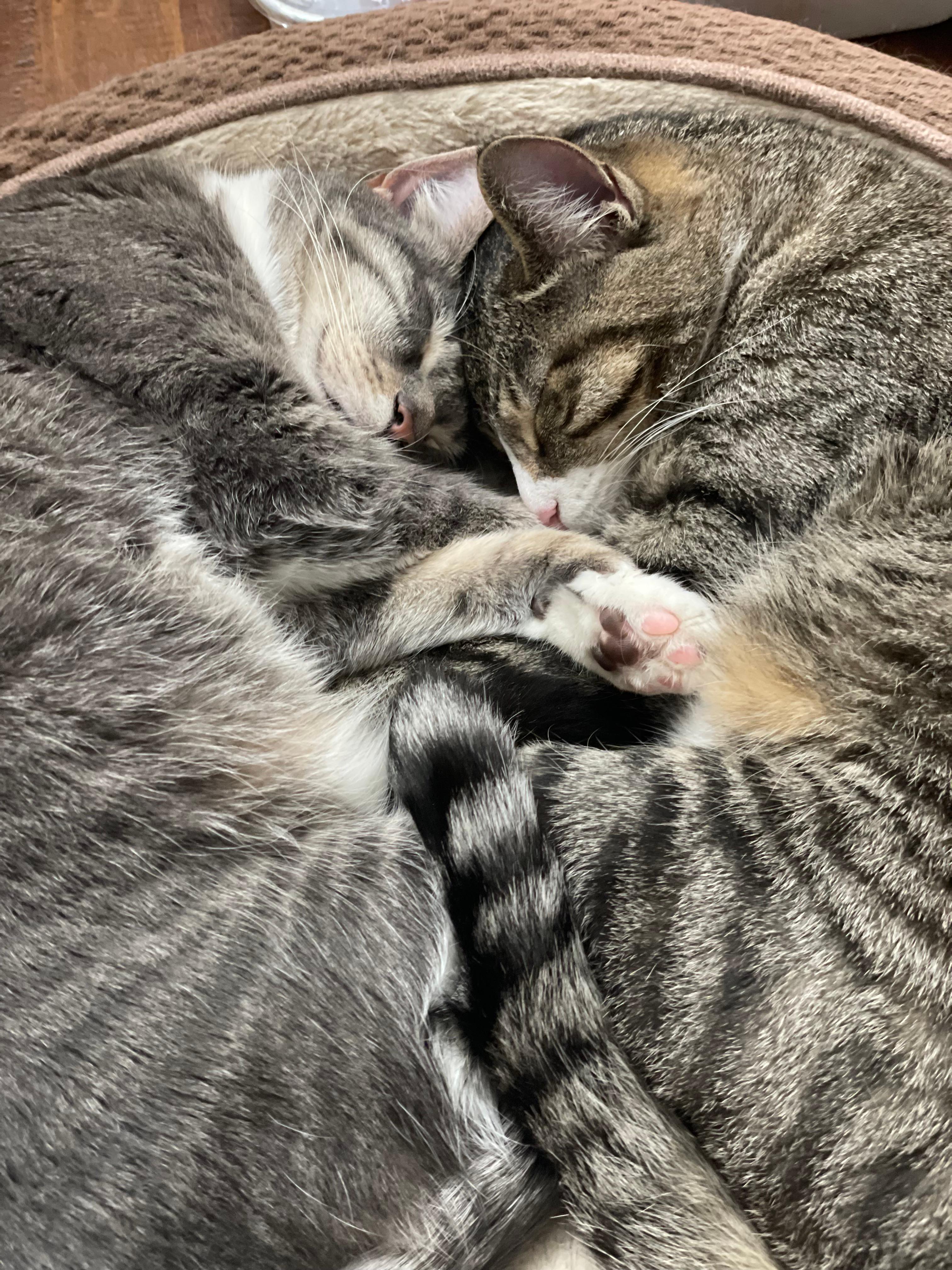 Cheese moe cuddles catbed